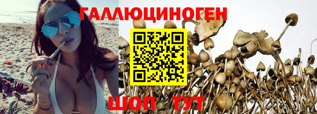 Псилоцибиновые грибы прущие грибы Шелехов